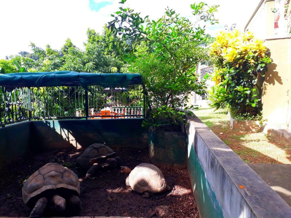 Hibiscus House Seychelles Self Catering Lägenhet Victoria Exteriör bild